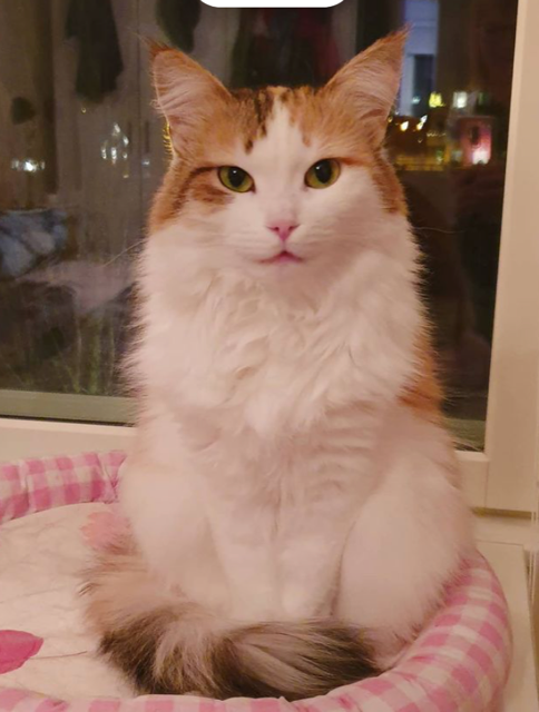 Sibirisk katt Nymphe